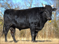 Wagyu bull